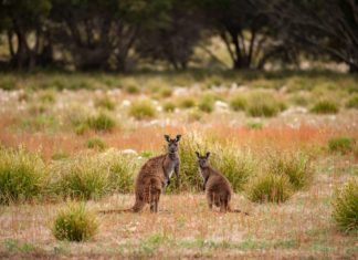 Südaustralien: Urlaub im Zoo ohne Zäune