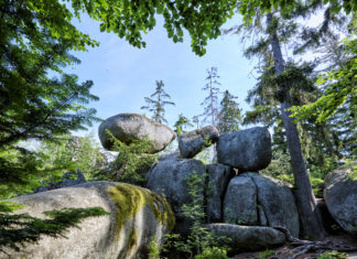 Die Kraftquelle Wald im Fichtelgebirge
