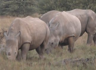 Nashornbegegnungen auf einer Safari in Südafrika