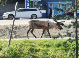 Influenzer-Rentier Vesku erkundet Finnisch-Lappland!
