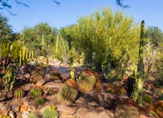 Last-Minute Sommerurlaub im Grand Canyon State mit mehr Flugverbindungen