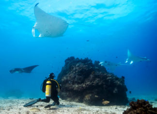 Schwimmen mit Zwergwalen, Buckelwale und Mantarochen hautnah: Unvergessliche Wildlife-Begegnungen in Tropical North Queensland