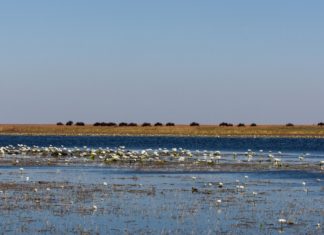 Sambias Liuwa-Ebenen: Wo man die Gnuwanderung am besten beobachtet