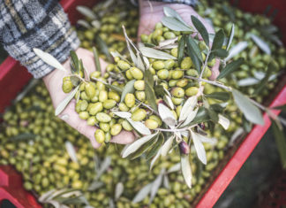 Kulinarisches Highlight im Herbst: Mese del Gusto