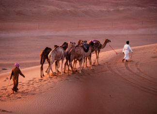 Von schwimmenden Wüstenschiffen, Cocktails mit Kamelmilch und Schönheitswettbewerben für Dromedare in Oman