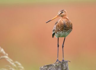 Watteninsel-Safari: Texels „Big 5“ in freier Wildbahn entdecken