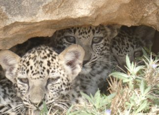 Wunder im Wüstensand – Leoparden-Drillinge erblicken in AlUla das Licht der Welt