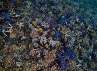 Gutes tun und beschädigte Riffabschnitte reparieren: Jede Woche ein „Reef Recovery Day“ am Great Barrier Reef