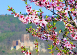 Im Februar: Zur Mandelblüte nach Marokko