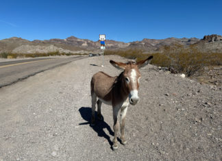 Die Route 66 wird 99 Jahre alt