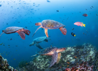 Novotel feiert ein Jahr Engagement für die Ozeane und nachhaltige Partnerschaft mit WWF