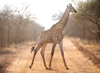 Safari in Botswana statt im Browser