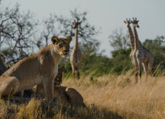 Natural Selection eröffnet neues Safari-Camp Mbamba im nördlichen Okavango-Delta
