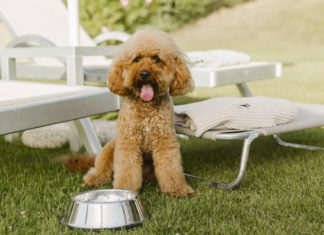 Petcation bei Terme di Saturnia: Gemeinsam entspannen – mit Ihrem Vierbeiner