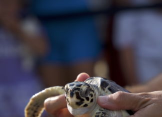 JUMEIRAH FEIERT DEN WELTMEERESSCHILDKRÖTENTAG MIT NEUEN MEILENSTEINEN IM MEERESSCHUTZ