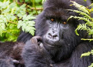 Saisonalität in Afrika: Die eindrucksvollsten Naturphänomene zur richtigen Zeit erleben