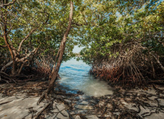 Winterflucht mit Wow-Effekt: Aruba als sonniger Geheimtipp in der Karibik