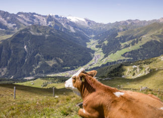 Finkenberg Open Air 2025 – SCHÜRZENJÄGER & Gäste