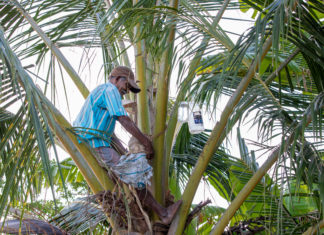 Die Seele der Malediven: Wie die Kokospalme Generationen verbindet