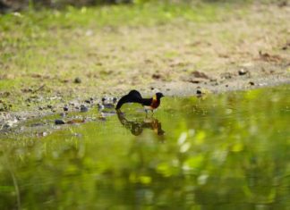 Schauplatz Natur: Bird Watching in der Lotsane Signature Collection