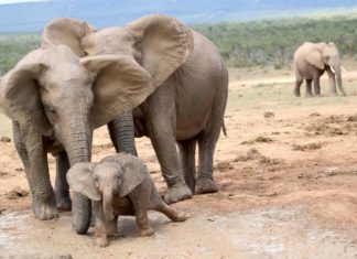 Reisetipp: Die 5 schönsten Nationalparks Südafrikas