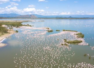 Wildtierbeobachtung, die beflügelt: Zum World Safari Day Afrikas Big Five der Lüfte entdecken