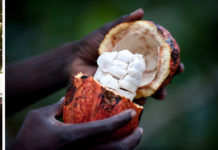 Regenzeit, Ernte und Fischzüge: So anders tickt die Uhr auf Príncipe