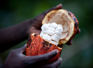 Regenzeit, Ernte und Fischzüge: So anders tickt die Uhr auf Príncipe