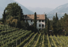 Wenn Trauben Geschichten erzählen – Vinosophische Führungen in der Region Lana