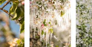 Eine Ode an die Apfelblüte: Eisblumen und Blütenpracht in Lana und Umgebung