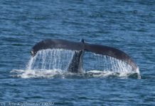 Wo Reisende dem Ruf der Ozeane folgen:Auf den Spuren der Wale in Long Island