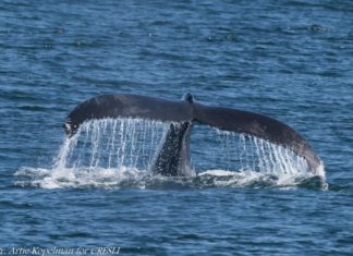 Wo Reisende dem Ruf der Ozeane folgen:Auf den Spuren der Wale in Long Island
