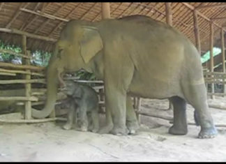 Elefantennachwuchs im Anantara Resort!